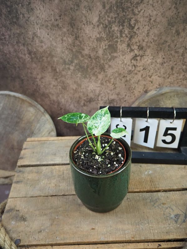 Alocasia Dragon Scale Mint Variegata #15 Alocasia Dragon Scale Mint Variegata #15