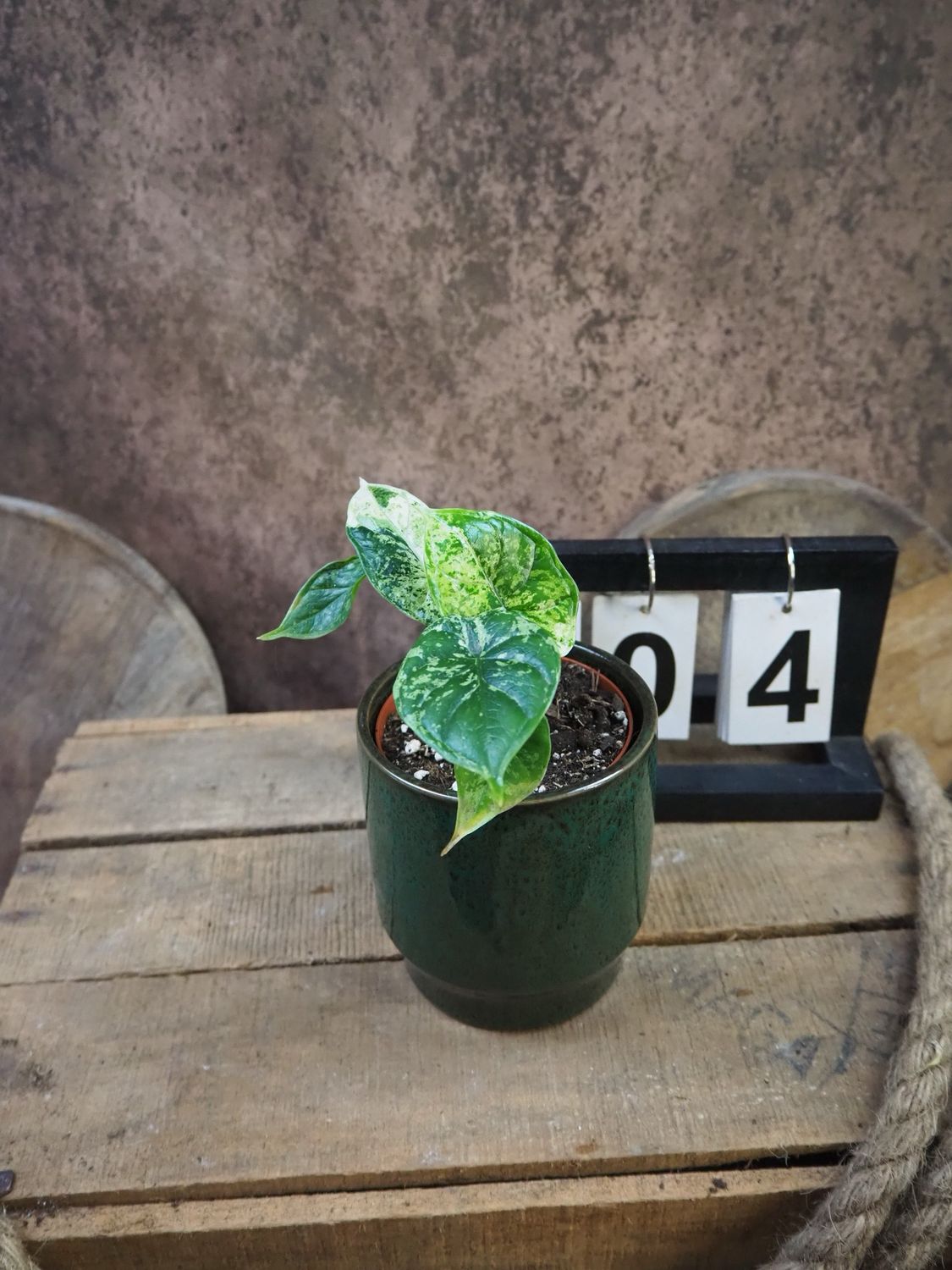 Alocasia Dragon Scale Mint Variegata #4