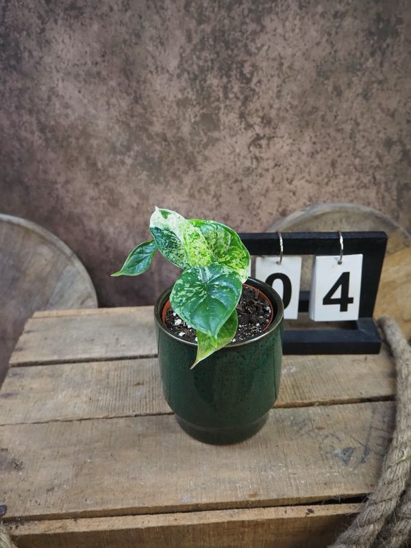 Alocasia Dragon Scale Mint Variegata #4 Alocasia Dragon Scale Mint Variegata #4