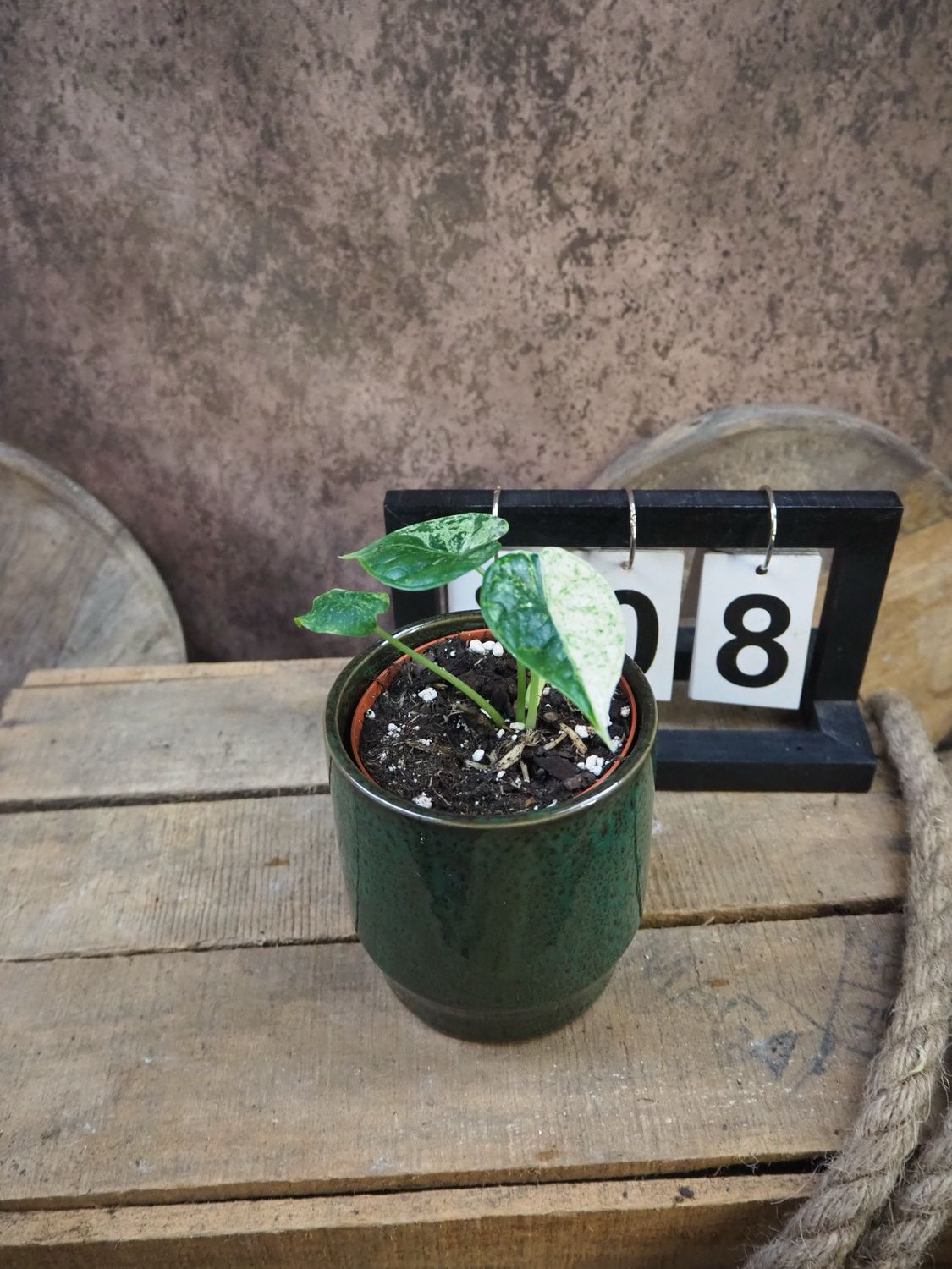 Alocasia Dragon Scale Mint Variegata #8
