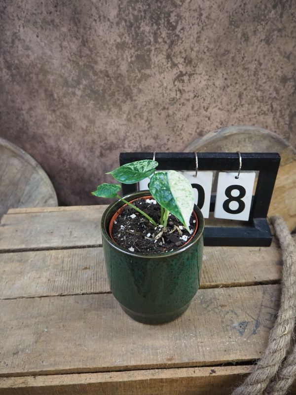 Alocasia Dragon Scale Mint Variegata #8 Alocasia Dragon Scale Mint Variegata #8