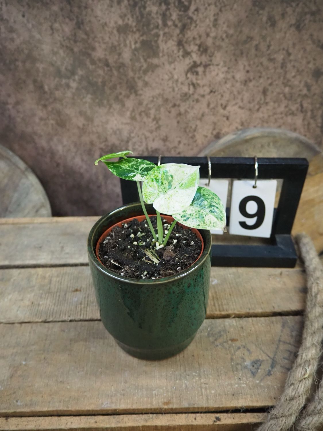 Alocasia Dragon Scale Mint Variegata #9
