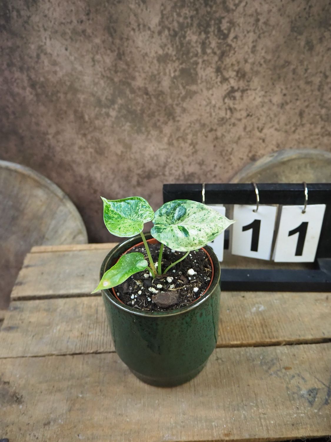 Alocasia Dragon Scale Mint Variegata #11