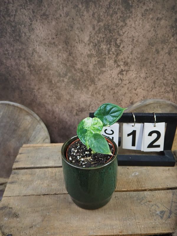 Alocasia Dragon Scale Mint Variegata #12 Alocasia Dragon Scale Mint Variegata #12