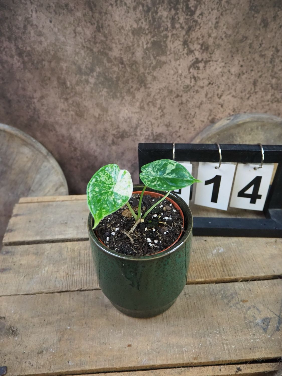 Alocasia Dragon Scale Mint Variegata #14