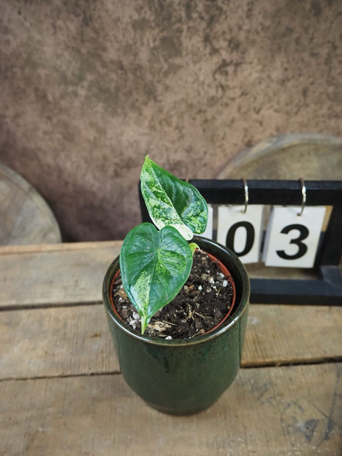 Alocasia Dragon Scale Mint Variegata #3 Alocasia Dragon Scale Mint Variegata #3