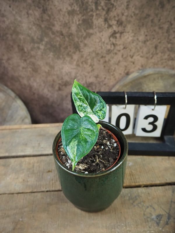 Alocasia Dragon Scale Mint Variegata #3 Alocasia Dragon Scale Mint Variegata #3