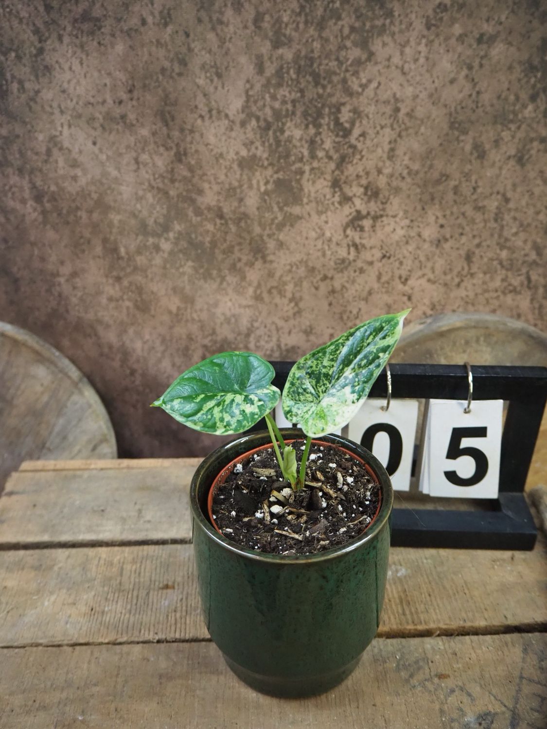 Alocasia Dragon Scale Mint Variegata #5 Alocasia Dragon Scale Mint Variegata #5