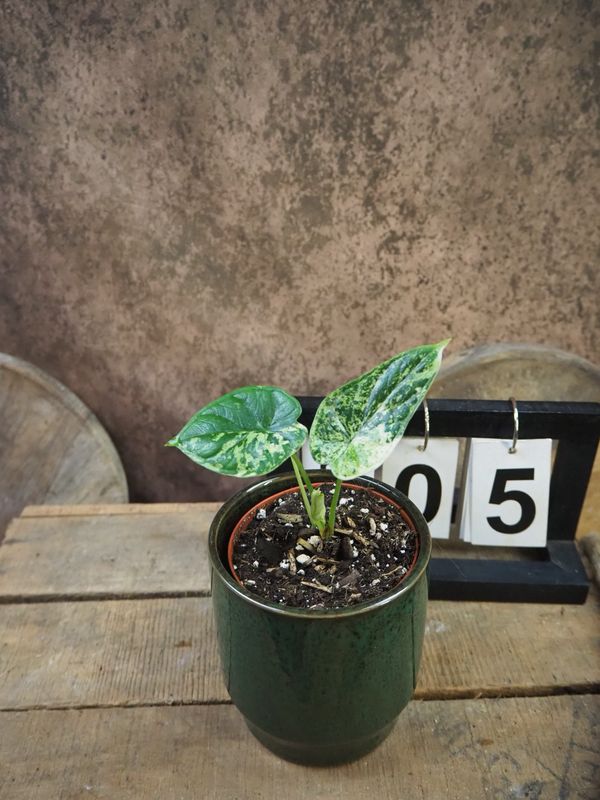 Alocasia Dragon Scale Mint Variegata #5 Alocasia Dragon Scale Mint Variegata #5
