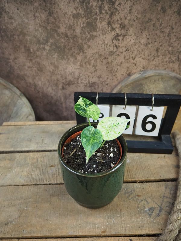 Alocasia Dragon Scale Mint Variegata #6 Alocasia Dragon Scale Mint Variegata #6