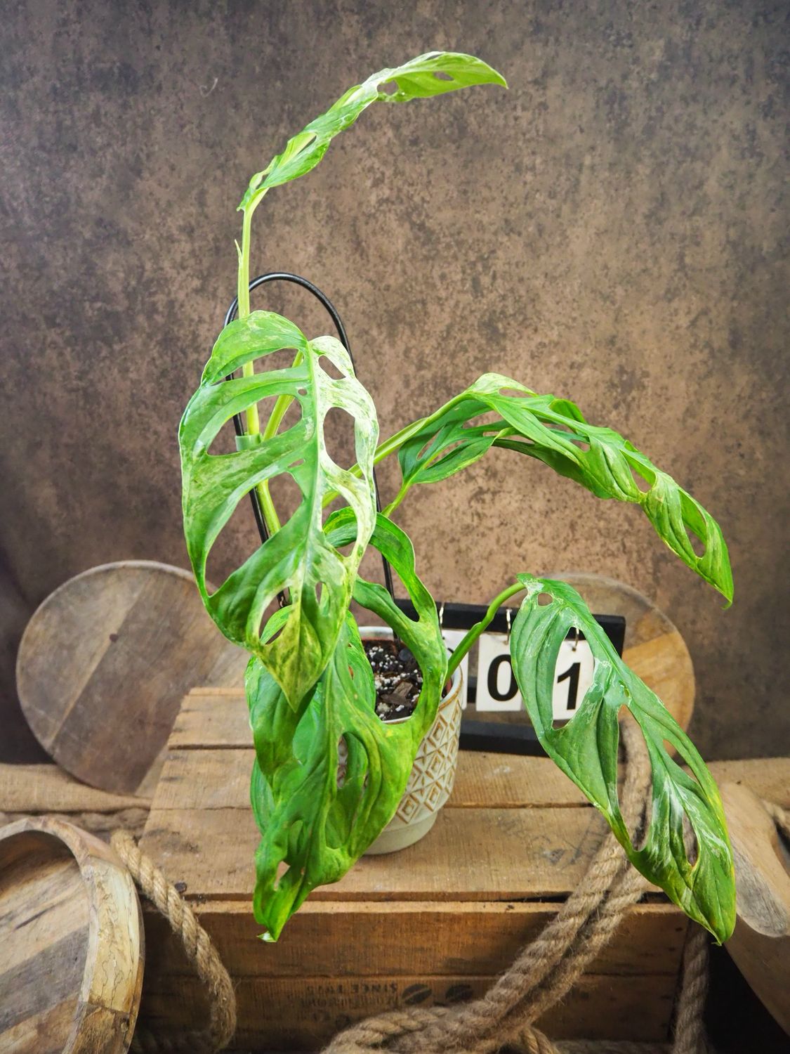 Monstera Indonesian Marble #1