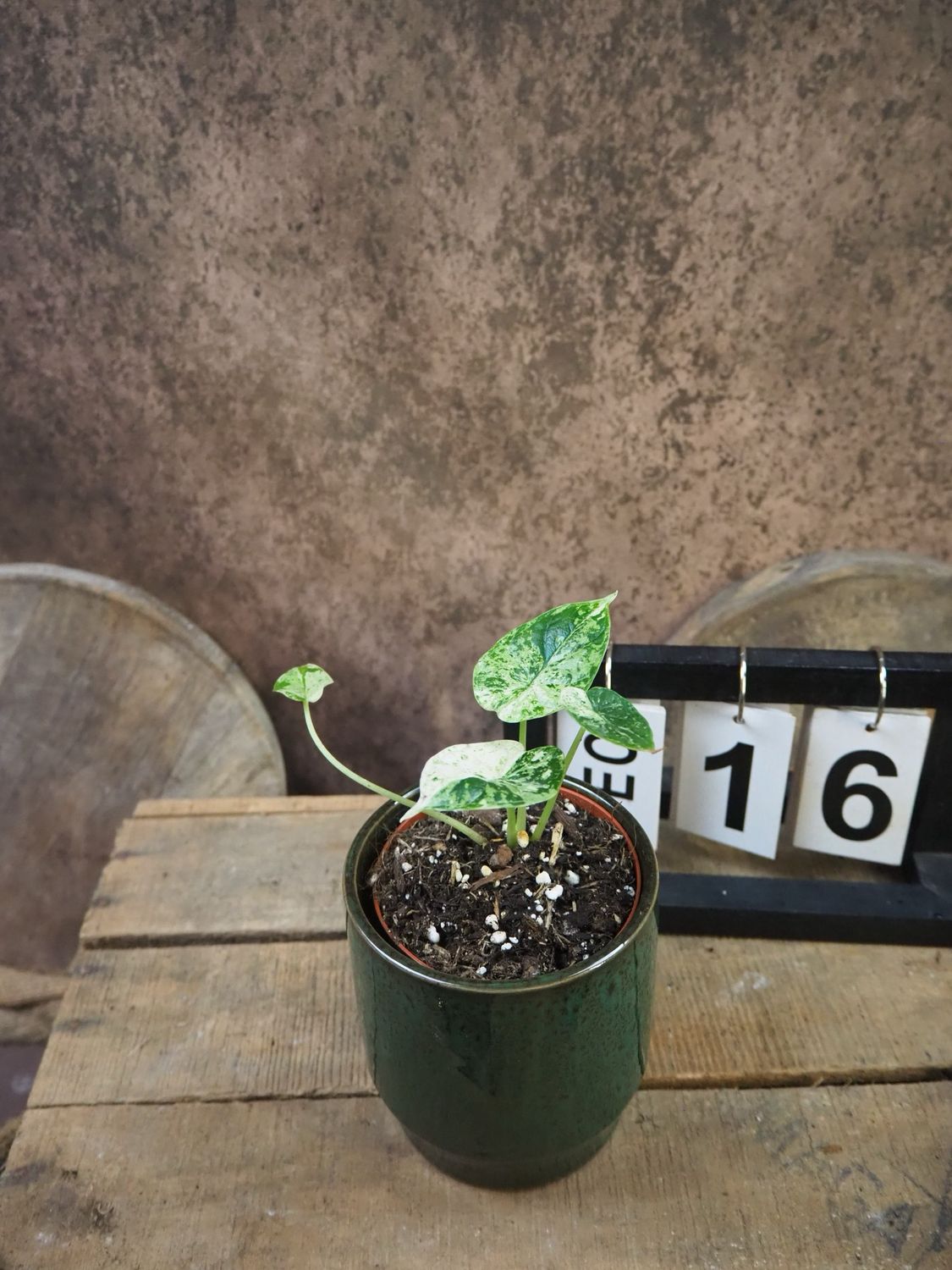 Alocasia Dragon Scale Mint Variegata #16