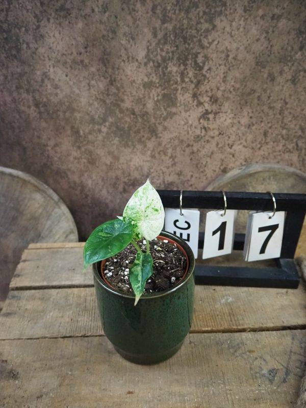 Alocasia Dragon Scale Mint Variegata #17 Alocasia Dragon Scale Mint Variegata #17