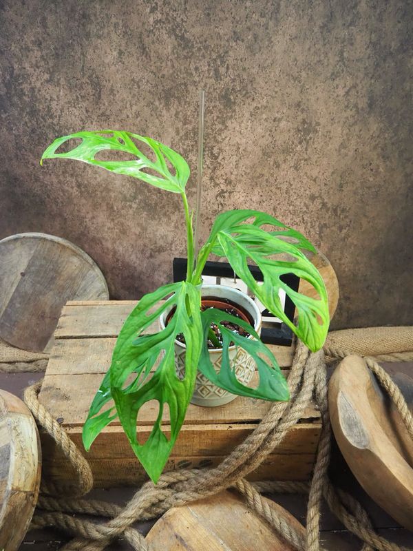 Monstera Indonesian Marble #2 Monstera Indonesian Marble #2