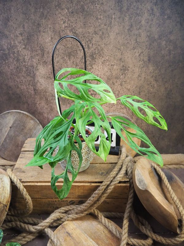 Monstera Indonesian Marble #4 Monstera Indonesian Marble #4