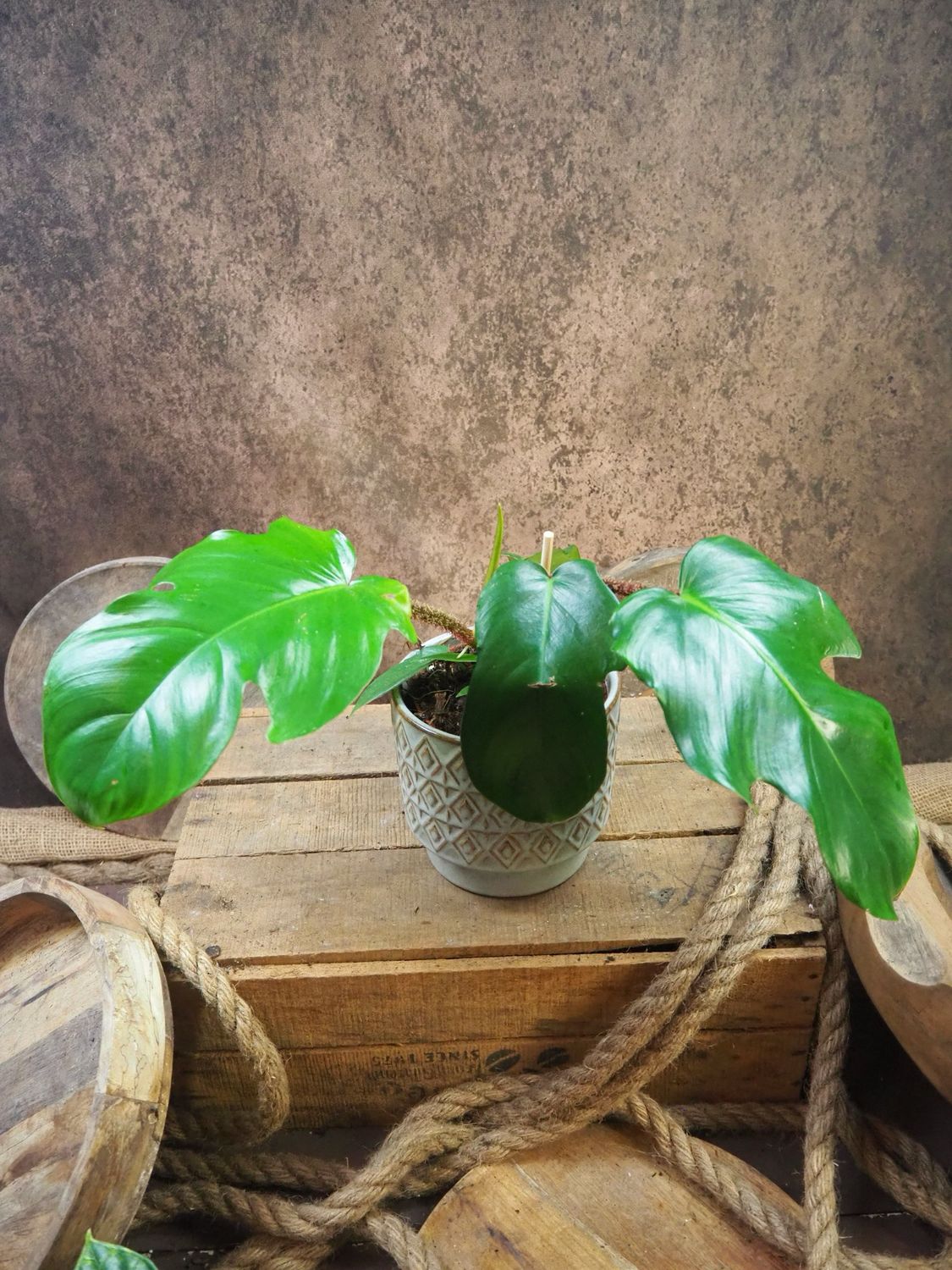 Philodendron Squamiferum Philodendron Squamiferum