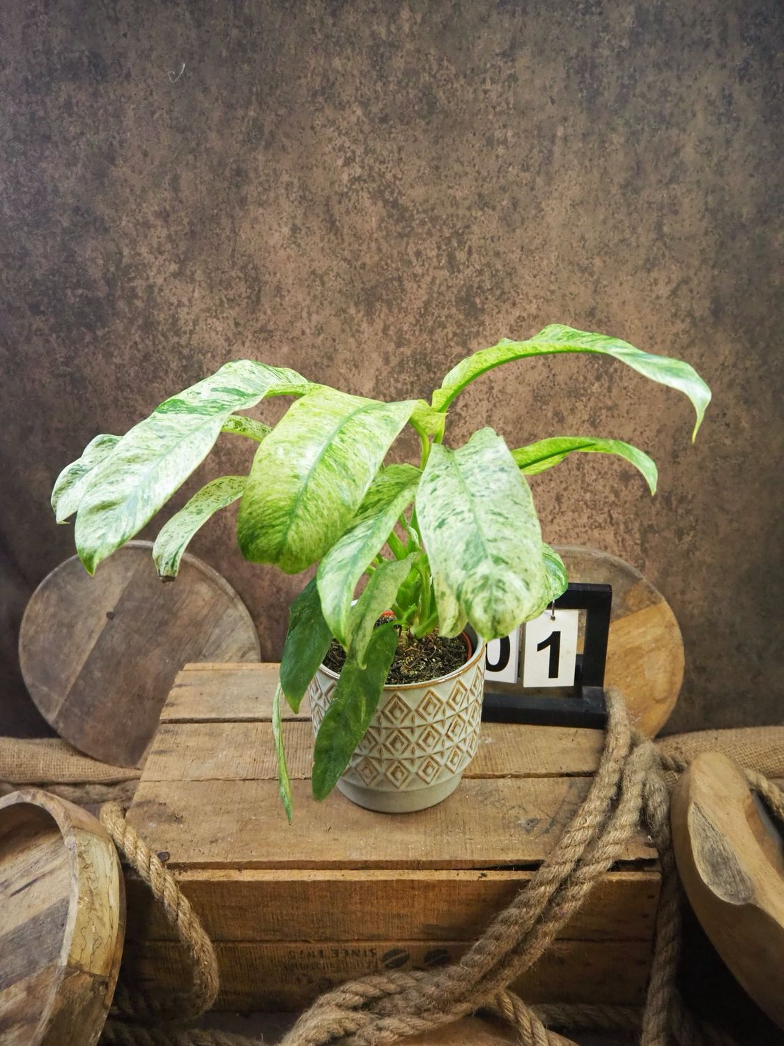 Epipremnum Giganteum Variegata #1 Epipremnum Giganteum Variegata #1