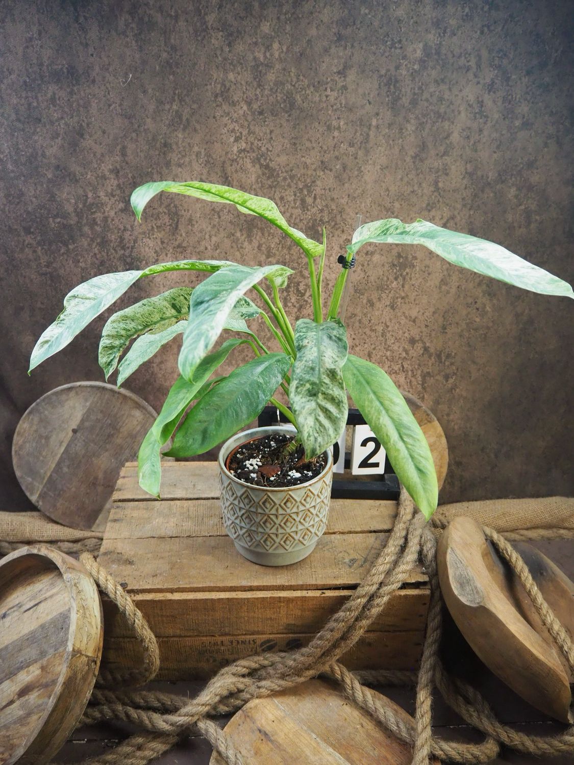 Epipremnum Giganteum Variegata #2