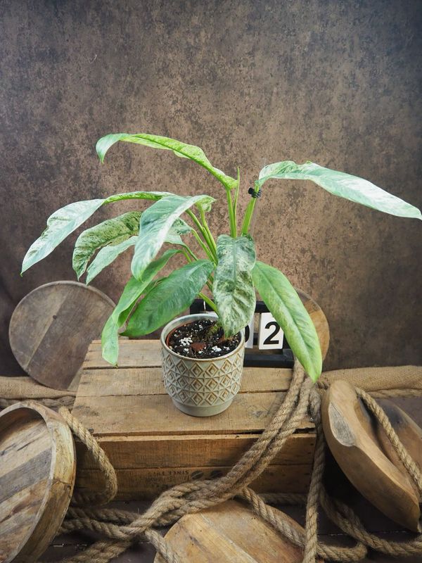 Epipremnum Giganteum Variegata #2 Epipremnum Giganteum Variegata #2