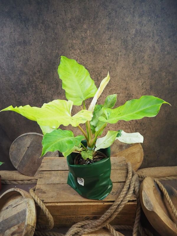 Philodendron Snowdrift