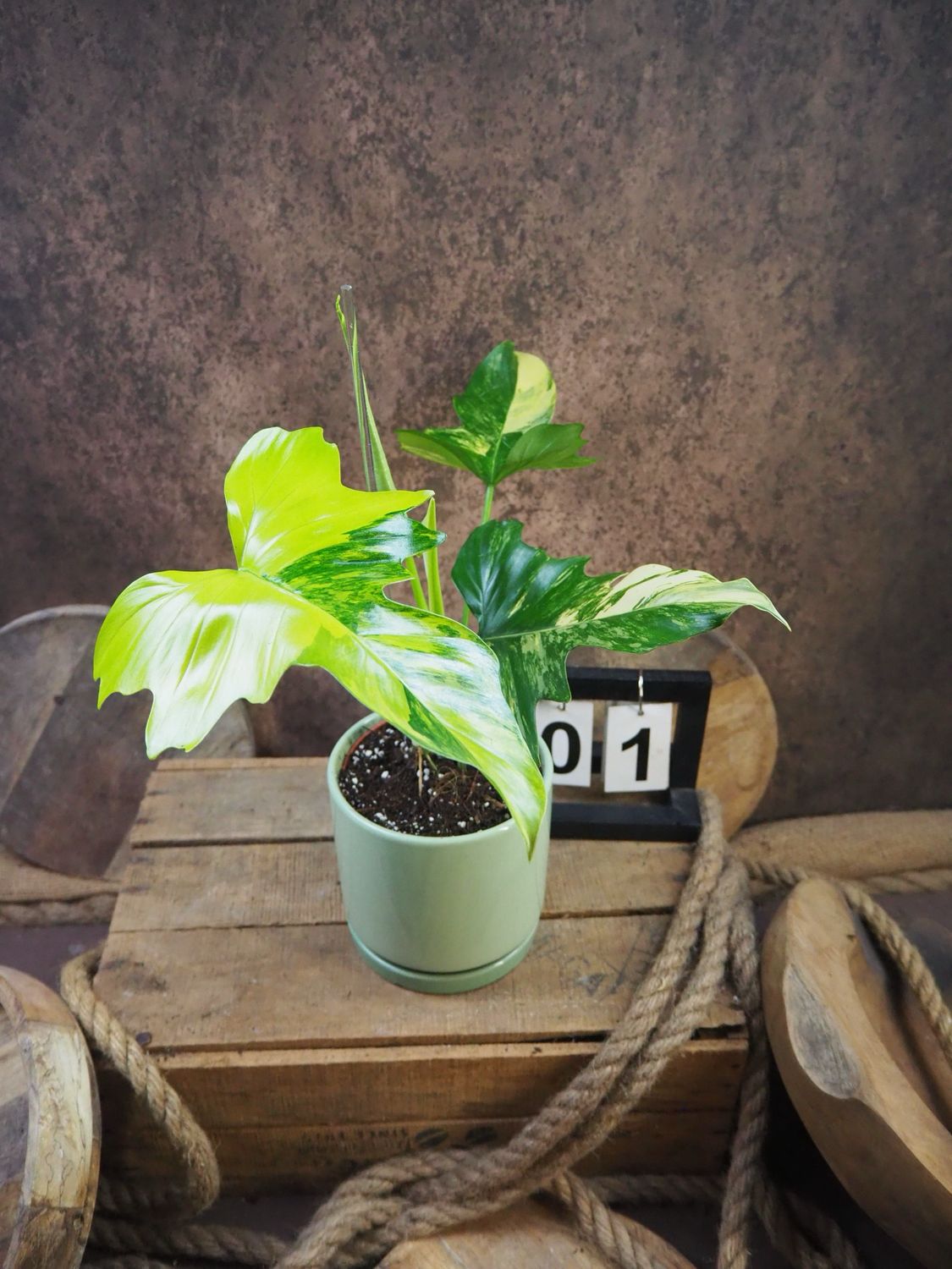 Philodendron Mayoi x Florida Beauty #1