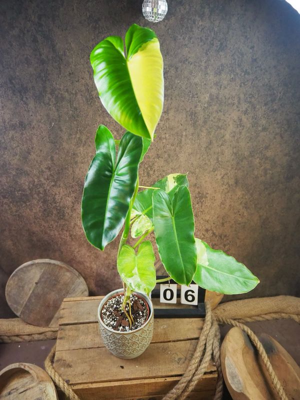 Philodendron Burle Marx Variegata #6