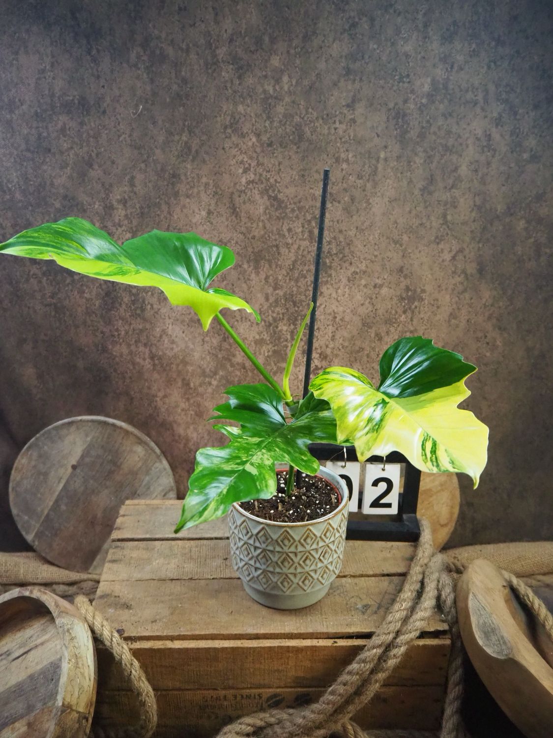 Philodendron Mayoi x Florida Beauty #2