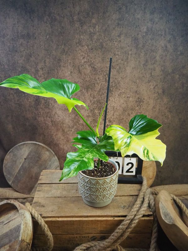 Philodendron Mayoi x Florida Beauty #2