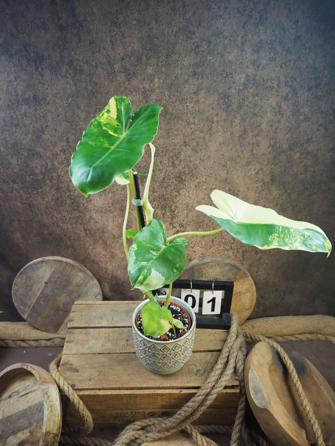 Philodendron Burle Marx Variegata #1 Philodendron Burle Marx Variegata #1