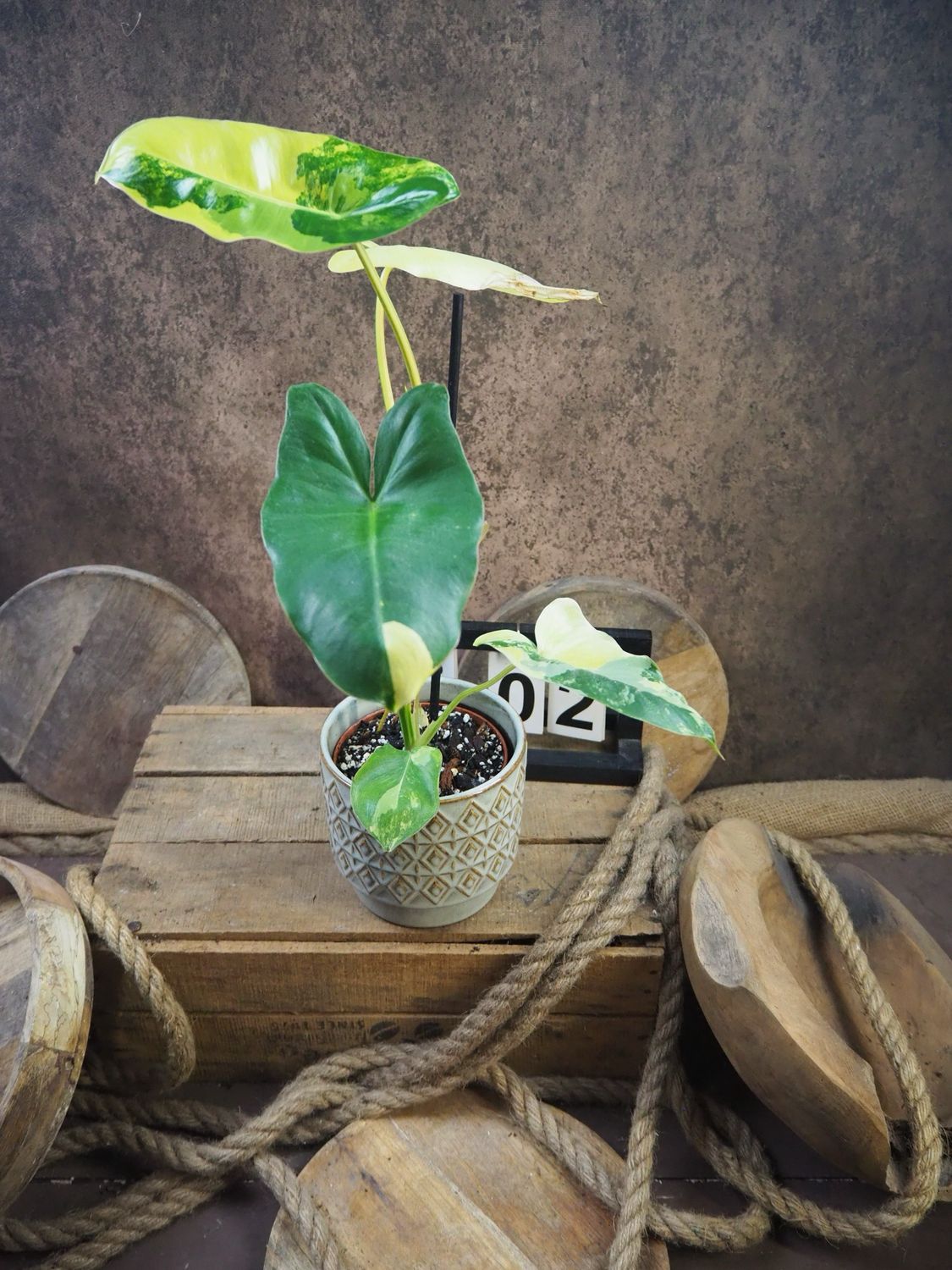 Philodendron Burle Marx Variegata #2 Philodendron Burle Marx Variegata #2