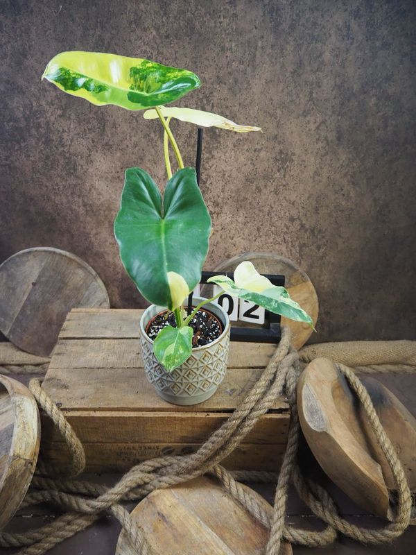 Philodendron Burle Marx Variegata #2