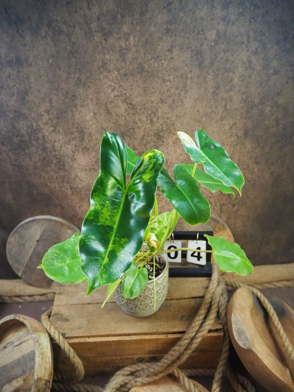 Philodendron Burle Marx Variegata #4