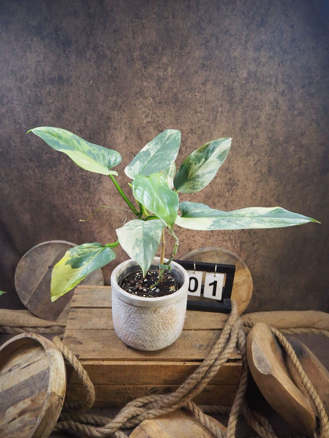 Philodendron Silver Sword Variegata #1