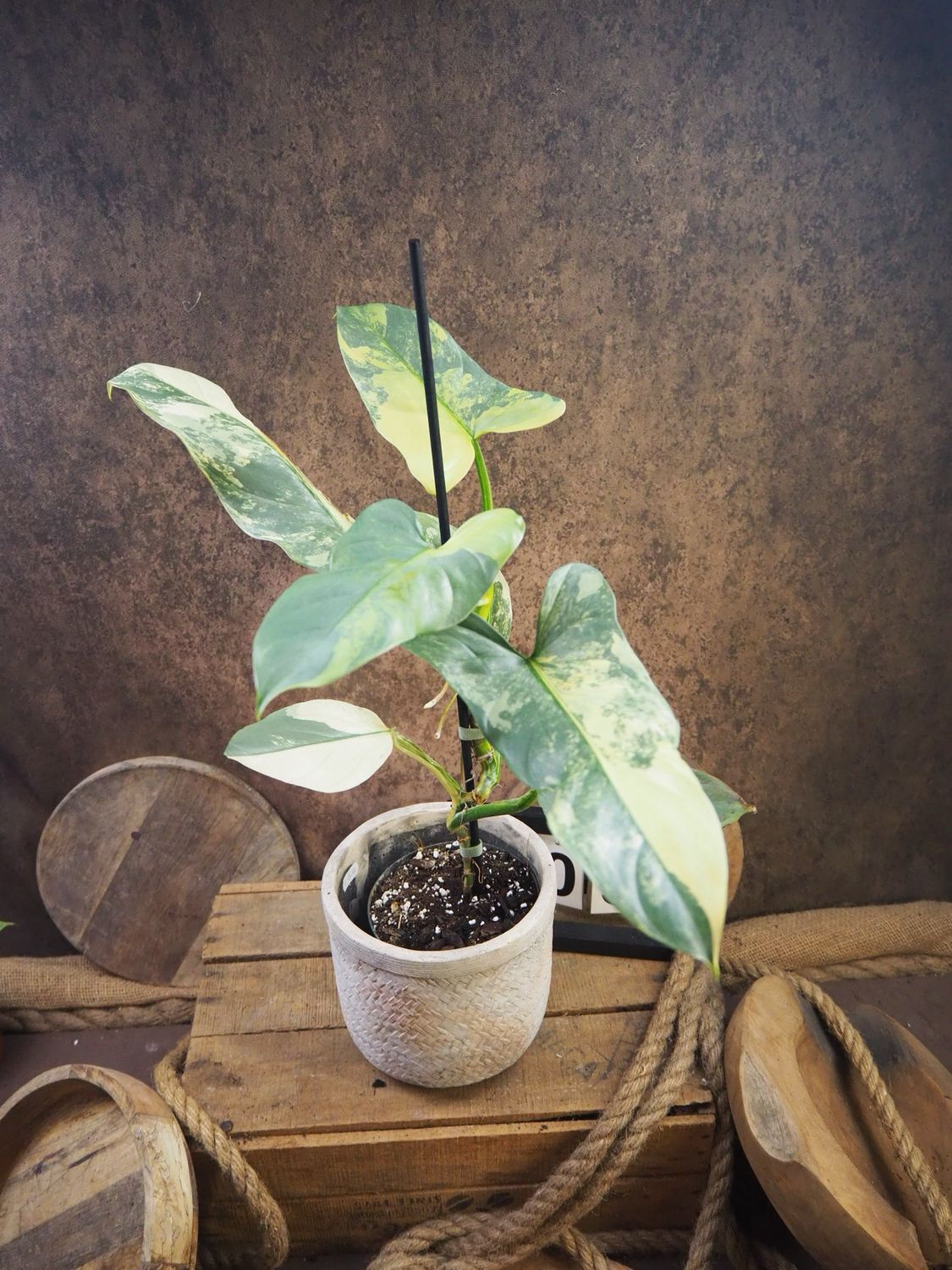 Philodendron Silver Sword Variegata #5