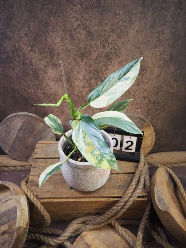 Philodendron Silver Sword Variegata #2 Philodendron Silver Sword Variegata #2