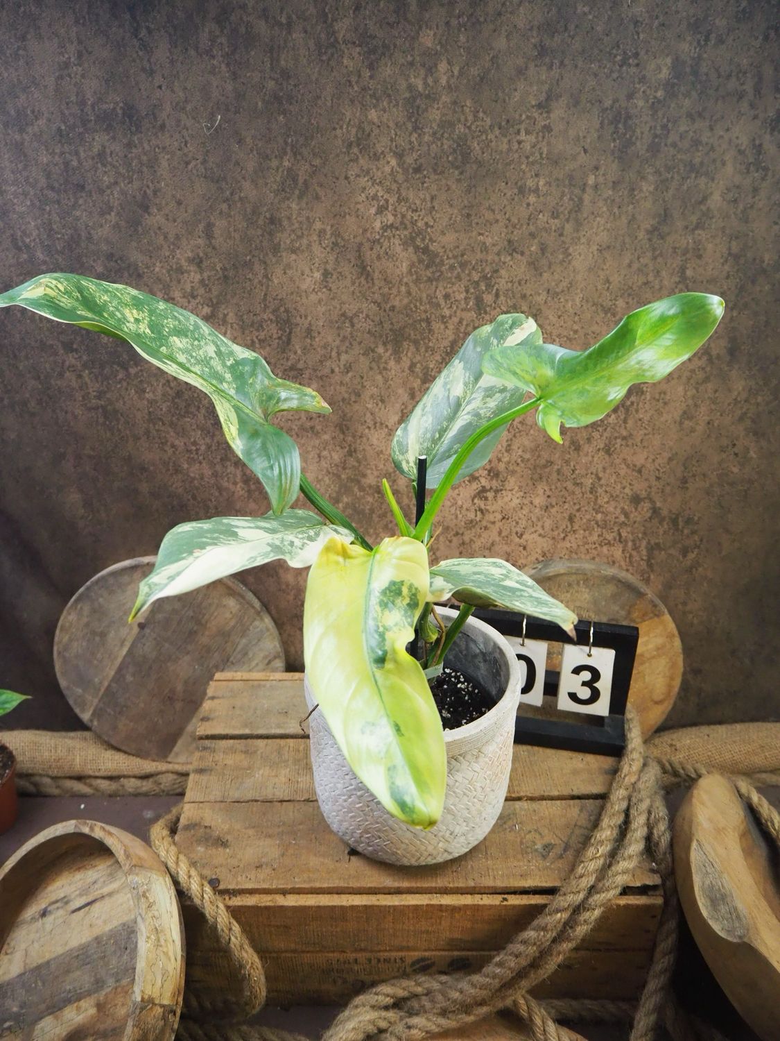 Philodendron Silver Sword Variegata #3 Philodendron Silver Sword Variegata #3
