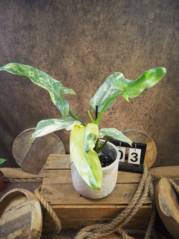 Philodendron Silver Sword Variegata #3 Philodendron Silver Sword Variegata #3