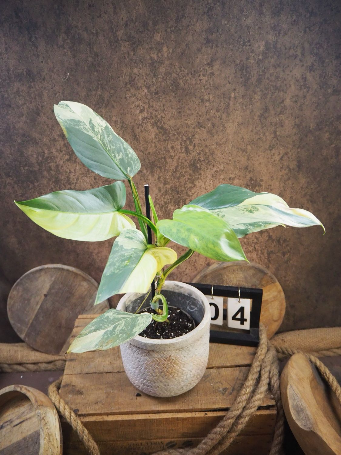 Philodendron Silver Sword Variegata #4