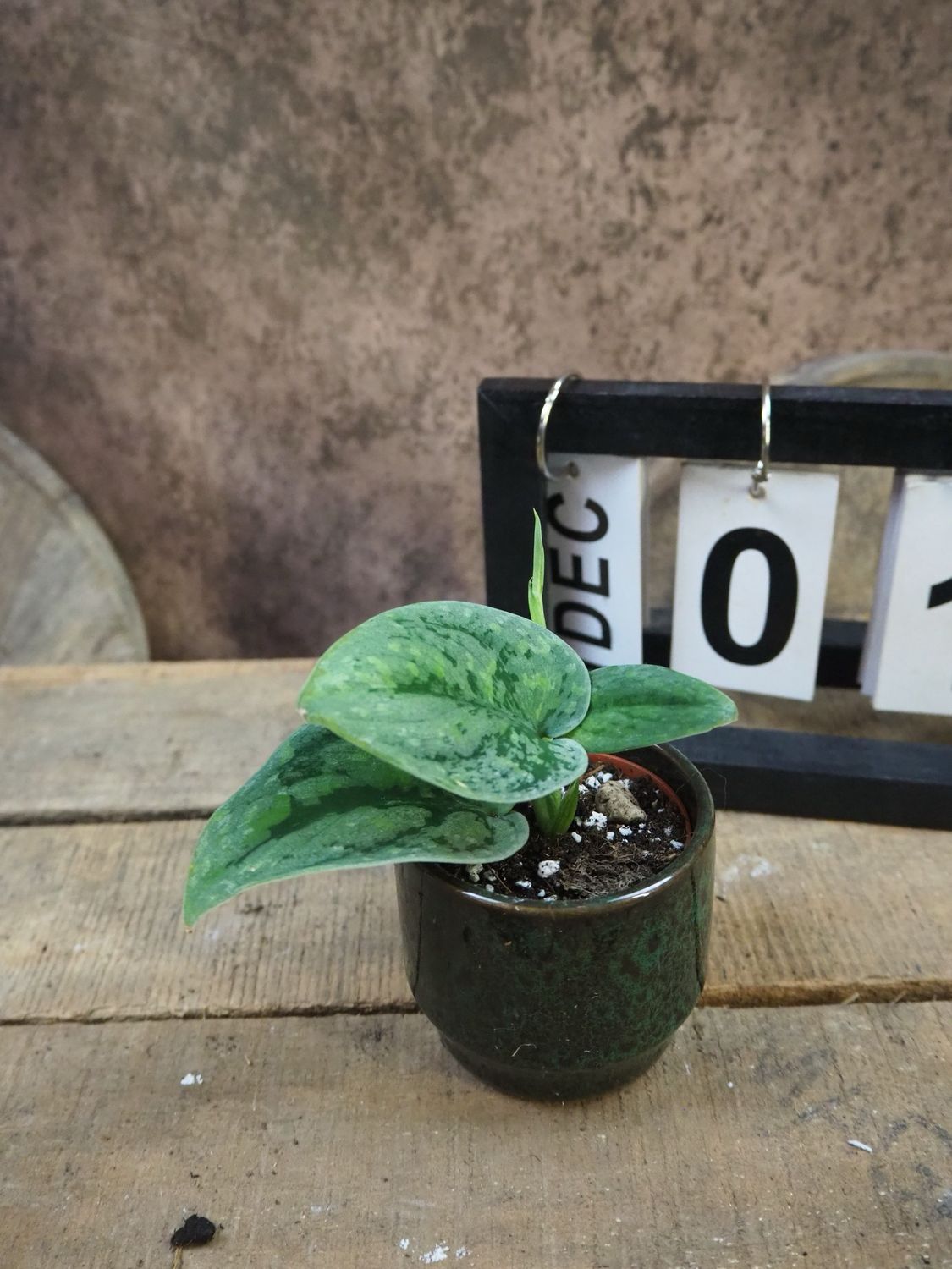 Scindapsus Wallet Sakti #1