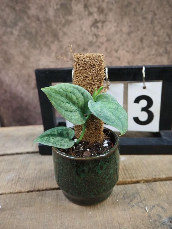 Scindapsus Wallet Sakti #3 Scindapsus Wallet Sakti #3