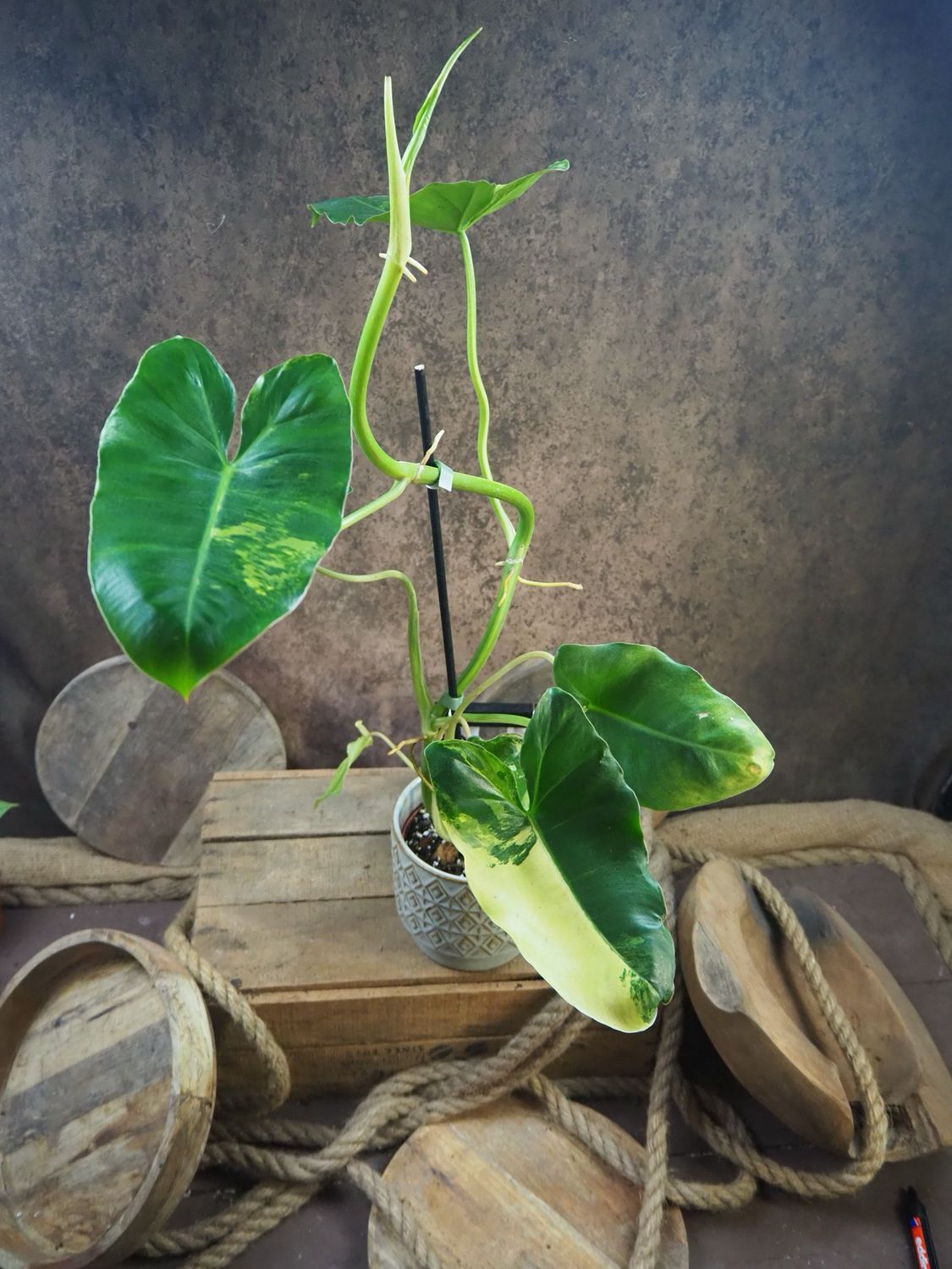 Philodendron Burle Marx Variegata #3 Philodendron Burle Marx Variegata #3