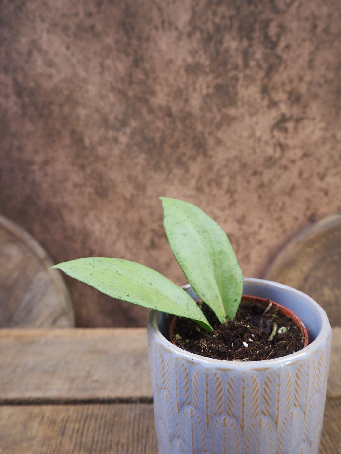 Hoya New Guinea Ghost