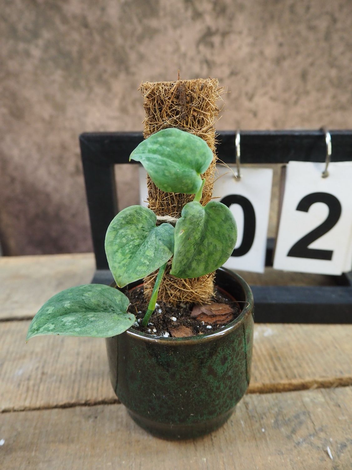 Scindapsus Wallet Sakti #2