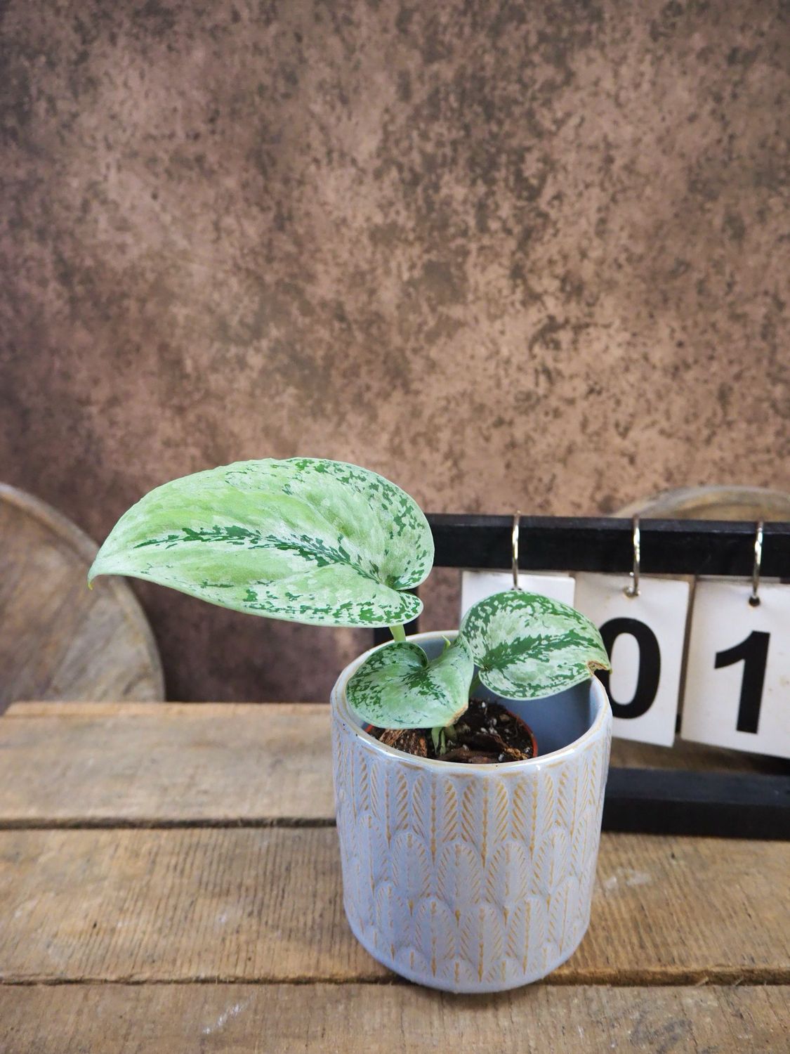 Scindapsus Kalimantan tricolor #1