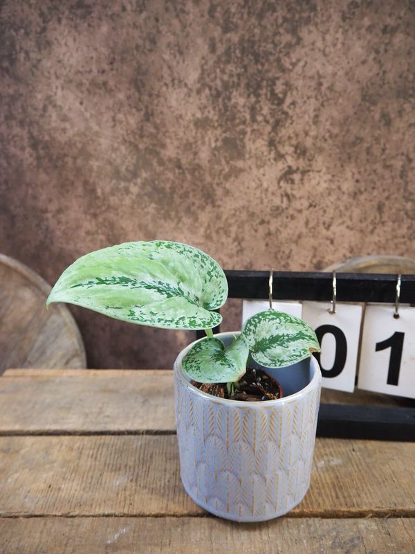 Scindapsus Kalimantan tricolor #1 Scindapsus Kalimantan tricolor #1