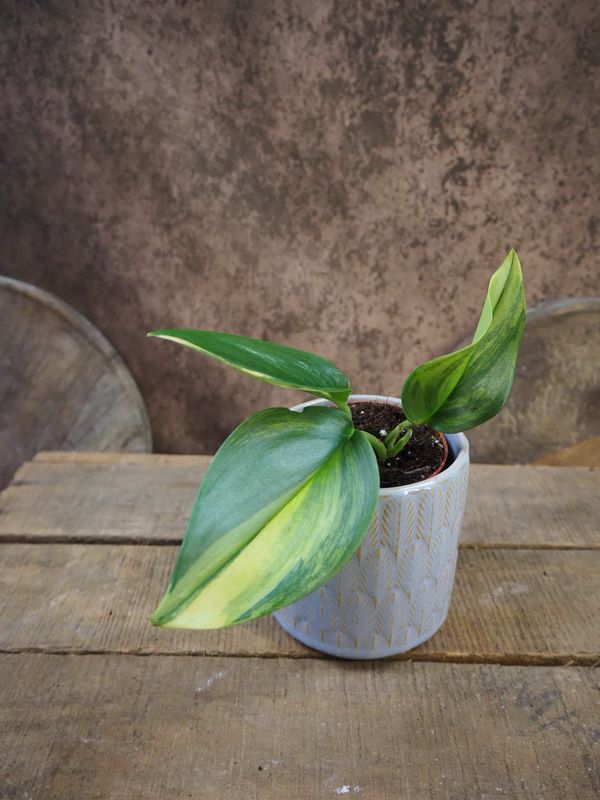 Scindapsus Treubii Moonlight Aurea Scindapsus Treubii Moonlight Aurea