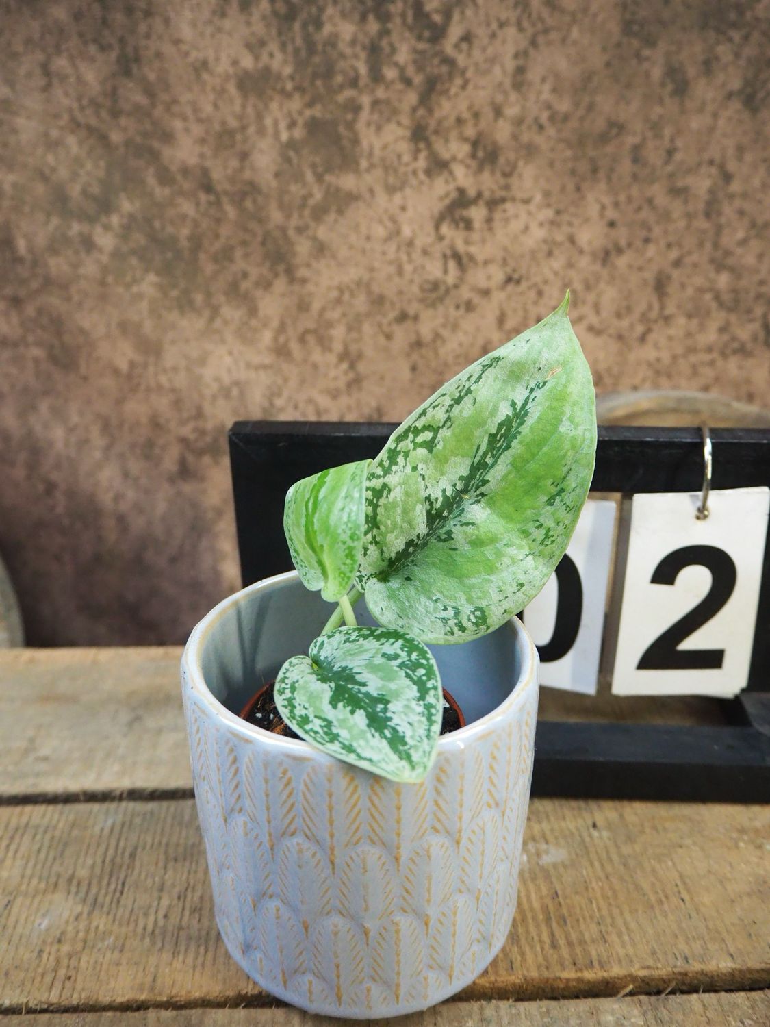 Scindapsus Kalimantan tricolor #2