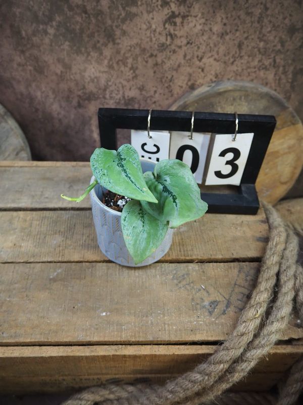 Scindapsus Kalimantan tricolor #3 Scindapsus Kalimantan tricolor #3