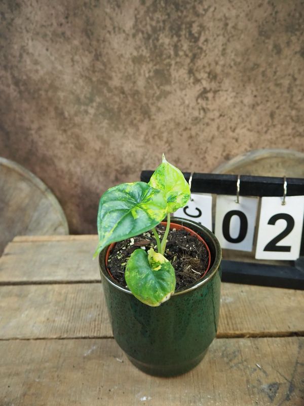 Alocasia Dragon Scale Aurea Variegata #2 Alocasia Dragon Scale Aurea Variegata #2