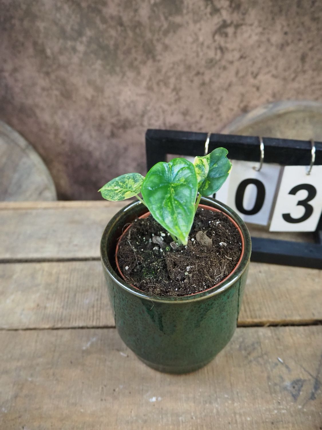 Alocasia Dragon Scale Aurea Variegata #3